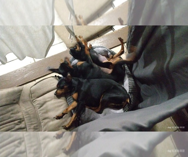 Medium Photo #1 Min Pin Dobe Puppy For Sale in SAINT PETERSBURG, FL, USA