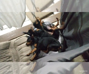 Min Pin Dobe Puppy for sale in SAINT PETERSBURG, FL, USA