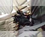 Little bits - Male Min Pin Dobe Puppy for Sale - Small photo
