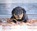 Small #5 Rottweiler
