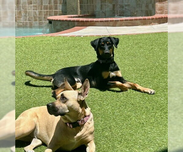 Medium Photo #2 German Shepherd Dog-Unknown Mix Puppy For Sale in San Juan Capistrano, CA, USA