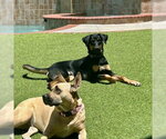 Small #1 German Shepherd Dog Mix