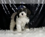 Small #3 Cavapoo