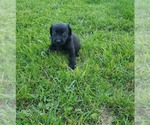 Small #9 Labrador Retriever