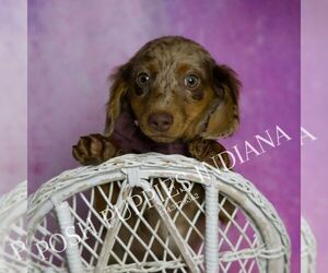 Dachshund Puppy for sale in WARSAW, IN, USA