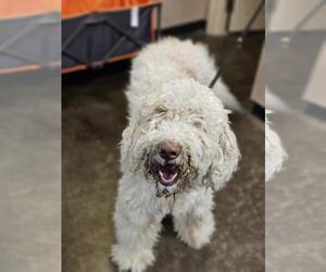 Goldendoodle Dogs for adoption in Rockwall, TX, USA