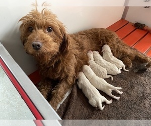 Mother of the Goldendoodle (Miniature) puppies born on 08/28/2025