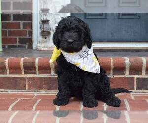 Goldendoodle Puppy for sale in NEW BERN, NC, USA