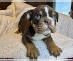 Puppy Rolo Bulldog