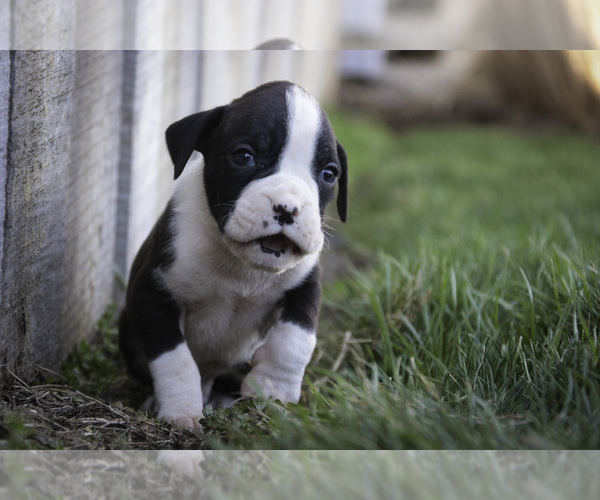 Medium Photo #7 Boxer Puppy For Sale in SHIPSHEWANA, IN, USA