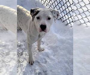 Everest - Male Mutt Dog for Adoption - Photo #11