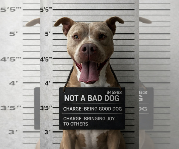 Medium Photo #4 Mutt Puppy For Sale in Evansville, IN, USA