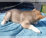 Small #1 Siberian Husky
