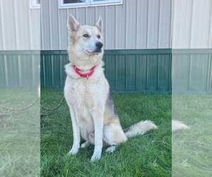 Max - Male Siberian Husky-Unknown Mix Dog for Adoption