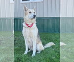 Max - Male Siberian Husky-Unknown Mix Dog for Adoption - Small photo