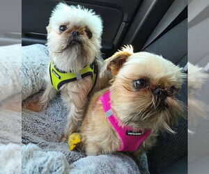 Brussels Griffon Dogs for adoption in Fort Wayne, IN, USA