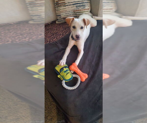 Medium Photo #1 Jack Russell Terrier-Labrador Retriever Mix Puppy For Sale in Aurora, IN, USA