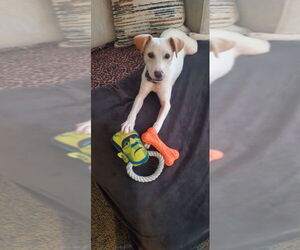 Jack Russell Terrier-Labrador Retriever Mix Dogs for adoption in Aurora, IN, USA