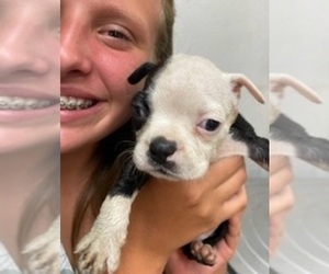 Boston Terrier Puppy for sale in CRKD RVR RNCH, OR, USA