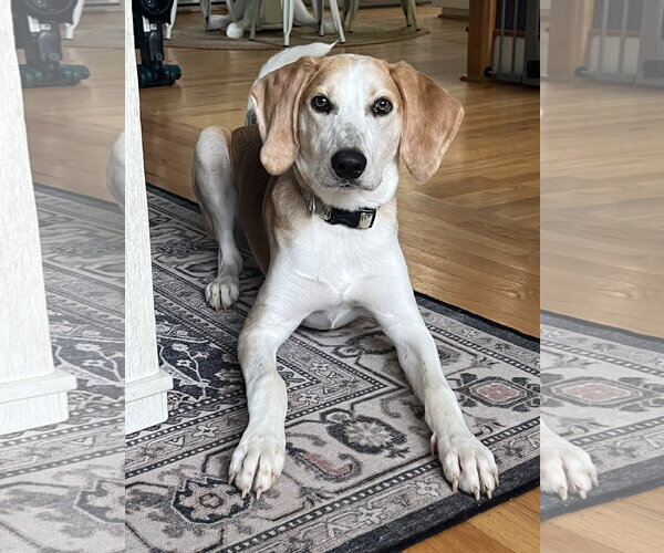 Medium Photo #1 American Foxhound Puppy For Sale in Holly Springs, NC, USA