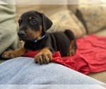 Small Photo #6 Doberman Pinscher Puppy For Sale in SAN DIEGO, CA, USA