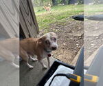 Small Chihuahua Mix