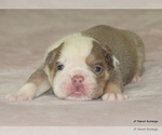 Small #7 Bulldog