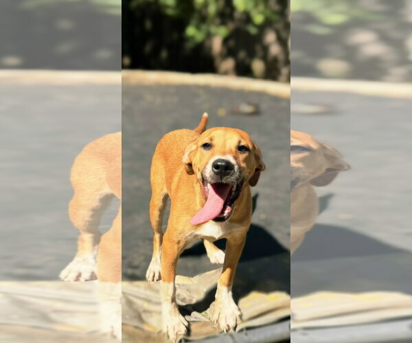 Medium Photo #2 American Pit Bull Terrier-Unknown Mix Puppy For Sale in Jackson, MS, USA