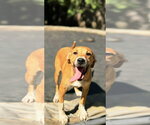 Small Photo #2 American Pit Bull Terrier-Unknown Mix Puppy For Sale in Jackson, MS, USA