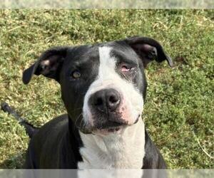 Mutt Dogs for adoption in Tulsa, OK, USA