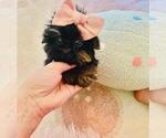 Small #4 Yorkshire Terrier