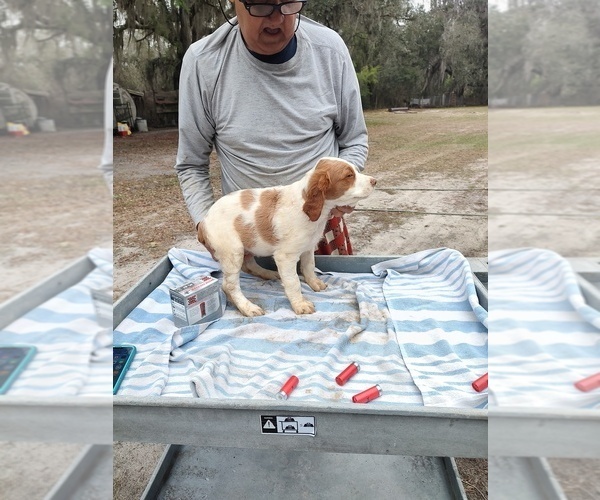 Medium Photo #12 Brittany Puppy For Sale in FORT MC COY, FL, USA