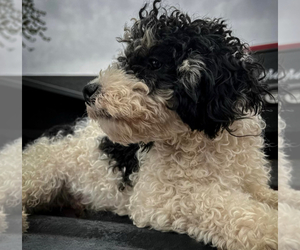 Father of the Poodle (Miniature) puppies born on 05/17/2025