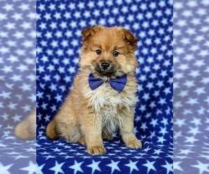 Pomeranian-Pomsky Mix Puppy for sale in LINCOLN UNIV, PA, USA