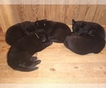 Image preview for Ad Listing. Nickname: Litter of 4
