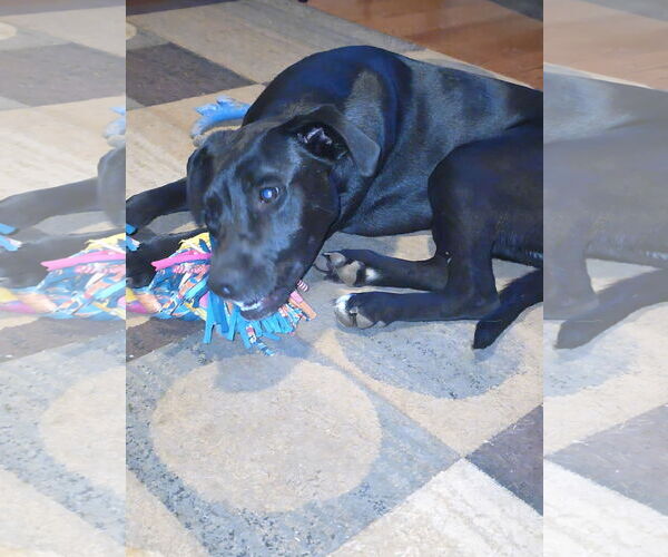 Medium Photo #18 Labrador Retriever-Unknown Mix Puppy For Sale in McDonough, GA, USA