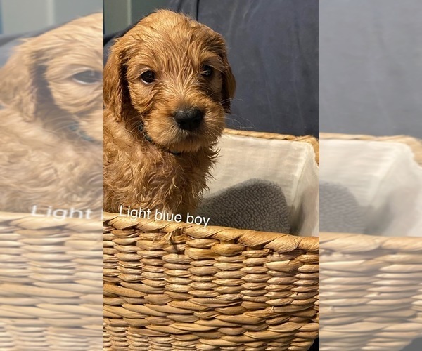 Medium Photo #1 Goldendoodle Puppy For Sale in ALDER, WA, USA