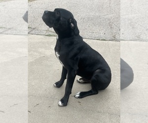 Father of the Cane Corso puppies born on 05/01/2025