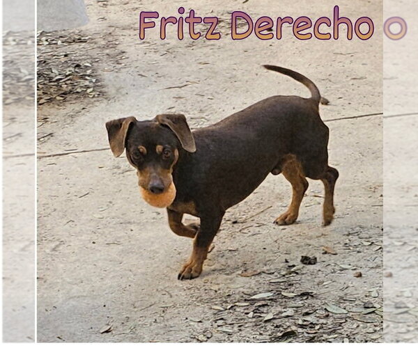 Medium Photo #18 Dachshund Puppy For Sale in San Antonio, TX, USA