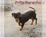 Small #17 Dachshund