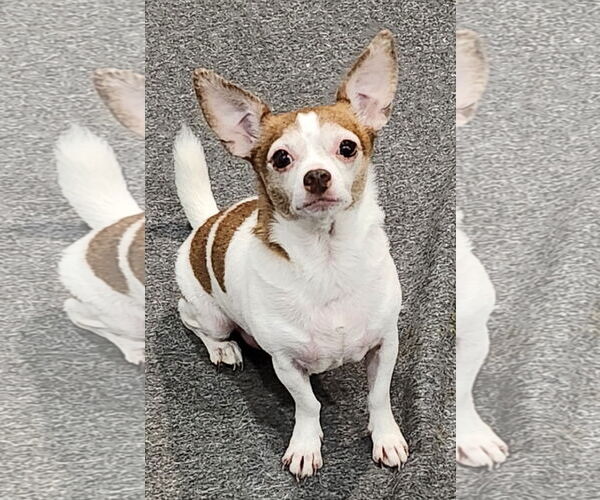 Medium Photo #3 Chihuahua Puppy For Sale in Weston, FL, USA