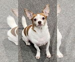 Small #2 Chihuahua