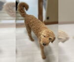 Small #3 Golden Retriever