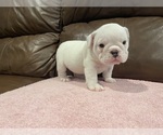 Small Photo #2 Bulldog Puppy For Sale in WOODSTOCK, GA, USA