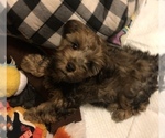 Small Photo #17 YorkiePoo Puppy For Sale in SEYMOUR, IN, USA