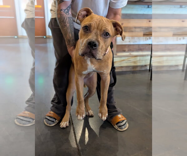 Medium Photo #5 Boxer-Staffordshire Bull Terrier Mix Puppy For Sale in Holly Springs, NC, USA