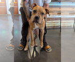 Small #4 Boxer-Staffordshire Bull Terrier Mix