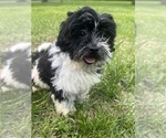 Small #7 Poodle (Miniature)-ShihPoo Mix