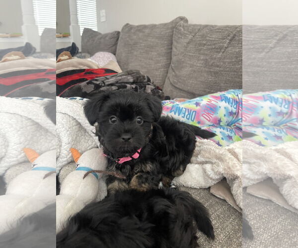 Medium Photo #7 Shih Tzu Puppy For Sale in Arlington, VA, USA