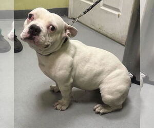 American Bulldog-Unknown Mix Dogs for adoption in Royal Palm Beach, FL, USA